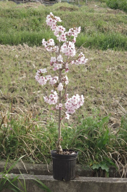 楽天市場 植樹記念樹におすすめソメイヨシノ桜 21年４月開花苗故郷を桜で美しく桜の苗 染井吉野桜 庭木桜 ソメイヨシノ染井吉野桜の苗 入学 卒業 卒園 誕生などの記念樹にも人気のサクラです 園芸百貨店何でも揃うこぼんさい