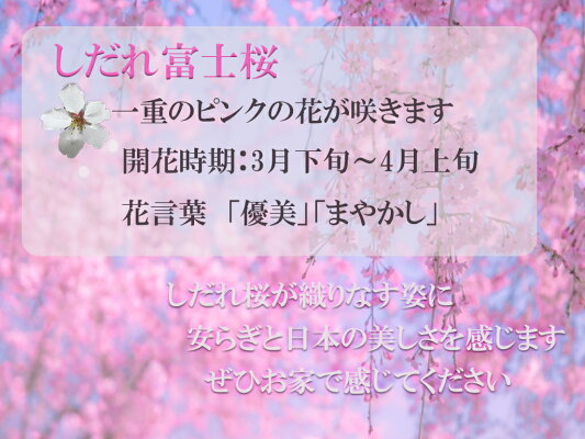 富士しだれ桜 です ガーデニング 農業 富士しだれ桜21年4月頃開花 樹形の良いしだれ桜富士桜しだれ桜 園芸百貨店何でも揃うこぼんさい 植木 しだれ富士桜 富士しだれ桜 です ガーデニング 農業 富士しだれ桜21年4月頃開花 樹形の良いしだれ桜富士桜しだれ桜 園芸百貨店何でも揃うこぼんさい 植木 しだれ富士桜