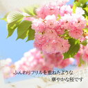 お買い物マラソン期間楽天ポイント2倍2025年4月開花 関山桜 プラスチック鉢入り 盆栽仕立て 八重桜 サトザクラ系 サクラ カンザン 桜盆栽 贈り物に