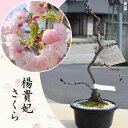 2025年4月開花 楊貴妃桜 プラスチック鉢入り さくら サトザクラ系 サクラ ヨウキヒ 八重桜八重桜盆栽