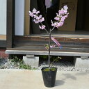 2025年4月桜 【鉢植】 【桜】 陽光桜