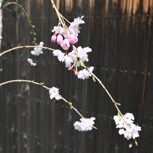楽天市場】枝垂 桜 植木の通販 楽天市場】枝垂 桜 植木の通販