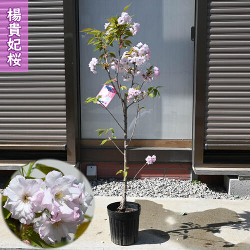 楽天市場】八重桜 苗の通販 楽天市場】八重桜 苗の通販
