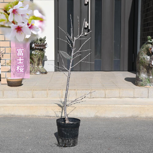 2026年4月頃に開花 富士桜 苗木豆桜 マメザクラフジザクラ