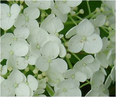 楽天市場 剪定後でのお届けとなります アナベルアジサイ鉢植え向け 苗21年6月開花苗白い球状に咲く アナベル咲始はグリーンから白に咲くアナベル アジサイ白 園芸百貨店何でも揃うこぼんさい