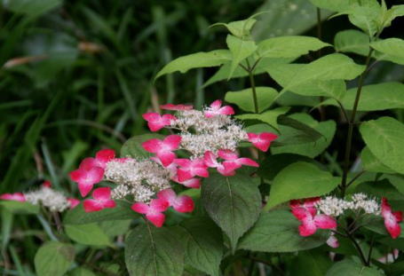 アナベル 植木鉢 ミニ盆栽 贈り物にアジサイ大苗6月開花予定の状態でお届けとなります 3種アジサイ 園芸百貨店何でも揃うこぼんさいマリンブルー 芝生の目土 紅の 三種類の あじさい