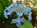 梅雨時期に咲く花として有名な花木です。 紫陽花は丈夫で大変育てやすく、日本の風土にあった草木で 自宅の庭先を色とりどりの多種多様の紫陽花で飾るのもいいですよ 紫陽花の年間の育て方　説明贈答品に最適です。 《フラワー》《ガーデン》《ガーデニング》《フラワー》《植木》《盆栽》アレンジメント》《鉢花》《寄せ植え》《誕生日》《長寿祝い》《結婚祝い》《出産祝い》《結婚記念日》《歓送迎会》《入社祝い》《退職祝い》《開店祝い》《新築祝い》《改築祝い》《劇場》《発表会》《入学祝い》《お年賀》《卒業祝い》《お中元》《お歳暮》《感謝の気持ち》《引越し祝い》《ギフト》《還暦祝い》《プレゼント》《愛の告白》《記念日》《合格祝い》《お供え》《母の日》《父の日》《敬老の日》