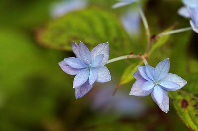 七段花　アジサイ【七段花紫陽花】 【紫陽花小苗】