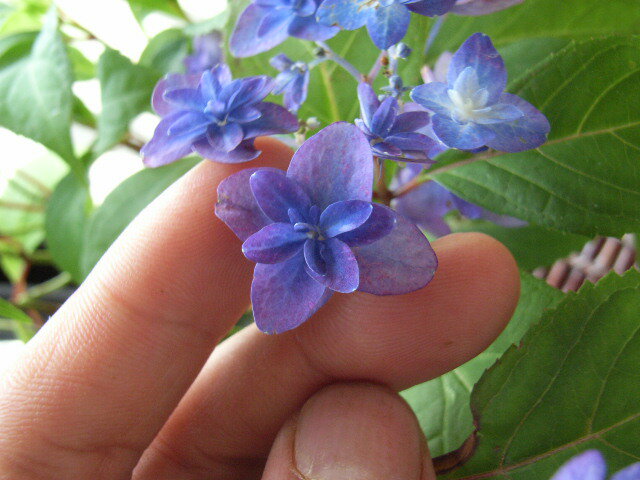 梅雨時期に咲く花として有名な花木です。 紫陽花は丈夫で大変育てやすく、日本の風土にあった草木で 自宅の庭先を色とりどりの多種多様の紫陽花で飾るのもいいですよ アジサイの管理 ○ 年間スケジュール &nbsp;○ 灌　水 　アジサイは水を好みます。蕾つける4月下旬から10月頃は 乾燥しないように鉢なら1日2回程度、たっぷりあげましょう。 ○ 施　肥 芽が動き始め、盛んに成長しはじめる3月下旬から4月に有機質の 緩効性の肥料を根の周りに施します。 開花期〜10月頃までは1000倍程度に薄めた液体肥料を15日おきぐらいにあげましょう。 肥料の成分による土壌の酸度で、花色が変わることもあります。 ○ 剪定（摘心） 　アジサイを翌年も開花させるために一番大切な作業です。 花が終わる7月上旬〜下旬頃に今年伸びた梢の2〜3節を残して剪定（摘心）します。 8月〜9月にかけて伸びた新梢に花芽をつけます。 花芽は10月〜11月頃、最低気温が10℃以下になると、1ヵ月ほどかけて分化します。 剪定の時期が遅れると、伸びた枝に花芽が分化しないので注意が必要です。 ○ 繁殖（さし木） 新芽が固まる5月〜6月には、花芽のない不要な枝などを整理して、 さし木（芽）ができるようになります。節官挿し（茎を2節で切り1節を土に挿す）と頂芽挿しがあります。 さし木をした苗は約1か月で発根してきますので、挿し床から鉢上げします。 ○ 植替え 　暖かくなり成長が盛んになる少し前3月頃が、庭に苗を植付ける、 鉢植えをひとまわり大きな鉢に広げる適期です。 ○ 休眠期 落葉後、アジサイは休眠期に入ります。寒さのなか十分休眠し、5℃以下の低温に 2ヶ月程度当たると2月頃には芽が動き始めます。 寒の戻りでガクアジサイなど寒さに弱い種類は、動き始めた芽が痛んでしまうこともあります。 &nbsp; □ 土壌と花色 アジサイは土壌の酸度により、花色が変わります。品種の特性に合わせて鉢植えの場合は 植付ける用土や肥料の配合を変え調整します。　 &nbsp;&nbsp; 【用土・肥料の成分】 青系：赤玉土7　鹿沼土3 3月〜6月まで硫酸カリの1000倍液を10日／回、花後は15日／回施します。 また、硫酸カリが入手できない場合は蕾がやや大きくなった頃、 ミョウバンを500倍液で施すと鮮やかな青を発色します。 　　 肥料の成分は、植物の生育に必要な（N／窒素　P／リン　K／カリウム）のうち カリウムの比率を高くします。 &nbsp; 赤系：赤玉土6　鹿沼土3　腐葉土1 3月〜6月まで過リン酸石灰の1000倍液を10日／回、花後は15日／回施します。 肥料の成分は、三成分（N／窒素　P／リン　K／カリウム）のうち 窒素とリン、特に窒素分を高くします。 あじさいの育て方で　良くある質問ベスト4 1 アジサイの剪定の時期を教えてください。 7月下旬から8月上旬頃に新しく伸びた枝を3〜4節残して剪定することにより、花芽も充実します。 2 アジサイの鉢上げの用土について教えてください。 アジサイの用土は青色の品種は酸性、赤色の品種はやや酸性から中性のものを好みますが、ピートモス（酸性）や石灰（アルカリ性）などで調整します。 3 アジサイの植え付け時期を教えて下さい。 植え付けは落葉している時期がよいでしょう。寒さで害を受けることがあるので3月頃が適しています。梅雨時期では枝を強く切りつめて行います。 4 アジサイで花が咲かないのはどうしてでしょうか。 アジサイは品種により異なりますが、一般的に8月中旬以降に花芽が形成されます。花芽ができた後に剪定すると翌年花が咲きません。7月に花が咲き終わった後、剪定するのがよいでしょう。ユキノシタ科　　 落葉低木　耐陰性、耐寒性 七段花とよく似ていますが 土の影響を受けず青色になる 花時期： 5〜7月