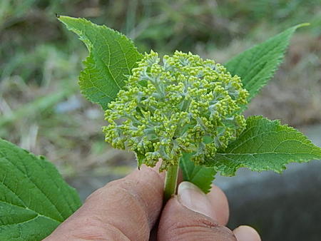 楽天市場 アナベルアジサイ苗 特大サイズ大苗 1m前後 アジサイそのまま 庭に植えても 鉢でも アナベルのアジサイが 楽しめます 7月以降のお届けは 開花終了剪定後の状態でお届けとなります 園芸百貨店何でも揃うこぼんさい