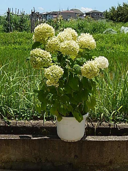 【アナベルアジサイ苗】特大サイズ大苗　1m前後　アジサイそのまま　庭に植えても　鉢でも　アナベルのアジサイが楽…