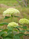 7月に開花あす楽対応可能しょぼくないアナベルです2022年6月～7月に開花プレゼントにおすすめ6月開花のアナベルのお届けになります贈り物に白いアナベルアジサイとても丈夫で強い品種ですアナベル苗あじさい大苗開花後切り花ししても楽しめます