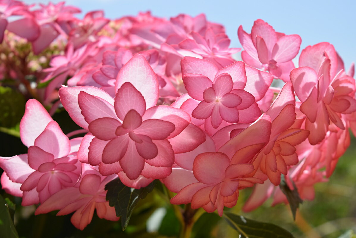 楽天市場 遅れてごめんね ひな祭り ピンク 少し 訳アリ5月に開花星咲きの綺麗なアジサイまだ間に合う母の日プレゼントにもおすすめのアジサイ 21年5月母の日の贈り物あじさい ガクアジサイ 紫陽花鉢植えガク咲きの八重 紫陽花 園芸百貨店何でも揃うこぼんさい