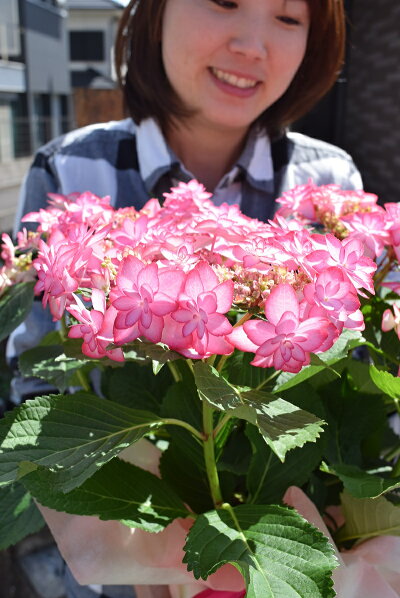 楽天市場 遅れてごめんね ひな祭り ピンク 少し 訳アリ5月に開花星咲きの綺麗なアジサイまだ間に合う母の日プレゼントにもおすすめのアジサイ 21年5月母の日の贈り物あじさい ガクアジサイ 紫陽花鉢植えガク咲きの八重 紫陽花 園芸百貨店何でも揃うこぼんさい 楽天市場 遅れてごめんね ひな祭り ピンク 少し 訳アリ5月に開花星咲きの綺麗なアジサイまだ間に合う母の日プレゼントにもおすすめのアジサイ 21年5月母の日の贈り物あじさい ガクアジサイ 紫陽花鉢植えガク咲きの八重 紫陽花 園芸百貨店何でも揃うこぼんさい