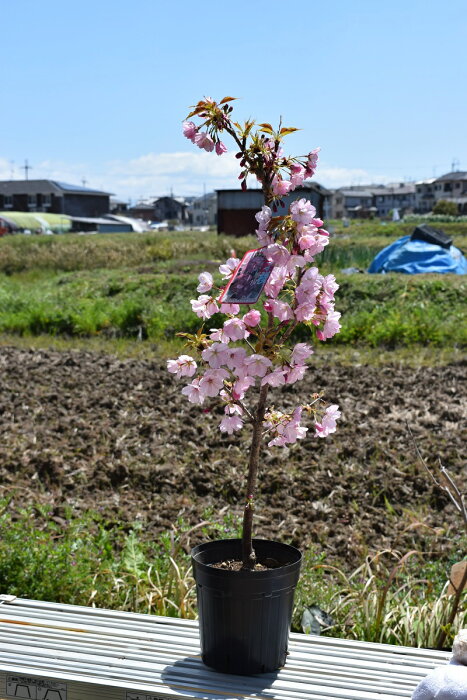 2023年4月開花見込み苗さくら苗旭山桜苗サクラ苗普通の桜よりあまり大きくならない桜の苗【旭山桜】 旭山桜　苗木【さくら庭木】鉢植えでも育てる事ができます