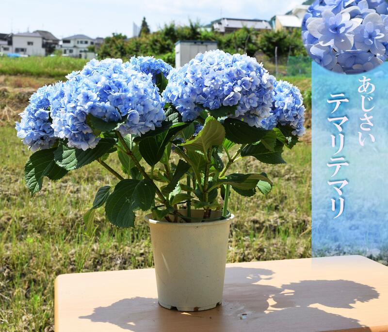 遅れてごめんね母の日ギフト2023年5月に開花の手毬手毬紫陽花母の日ギフト鉢花紫陽花 てまりてまり八重咲きあじさい テマリテマリ2023年6月以降のお届けは剪定後の状態でのお届けとなります