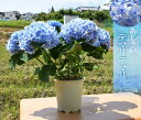 紫陽花 てまりてまり 5月6日から発送母の日ギフト2024年5月に開花の手毬手毬紫陽花母の日ギフト鉢花紫陽花 てまりてまり八重咲きあじさい テマリテマリ2024年6月以降のお届けは剪定後の状態でのお届けとなります