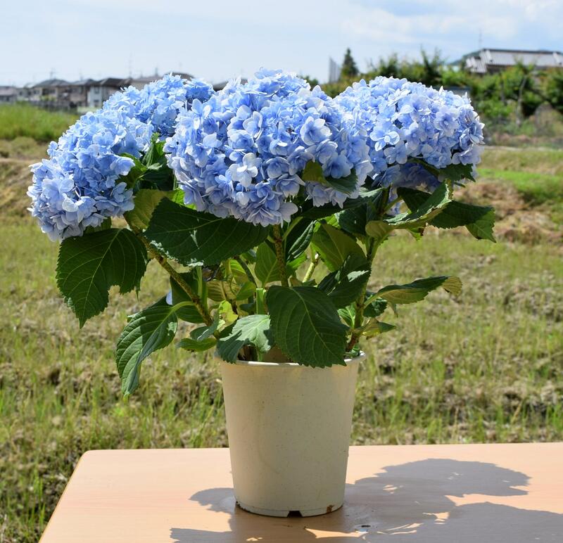 楽天市場 紫陽花 てまりてまり八重咲きあじさい テマリテマリ21年6月以降のお届けは剪定後の状態でのお届けとなります 園芸百貨店何でも揃うこぼんさい