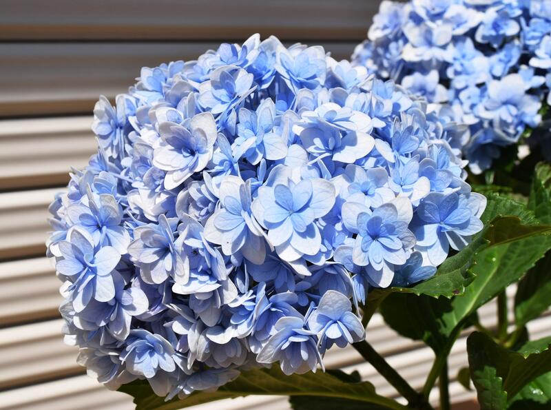 楽天市場 紫陽花 てまりてまり八重咲きあじさい テマリテマリ21年6月以降のお届けは剪定後の状態でのお届けとなります 園芸百貨店何でも揃うこぼんさい
