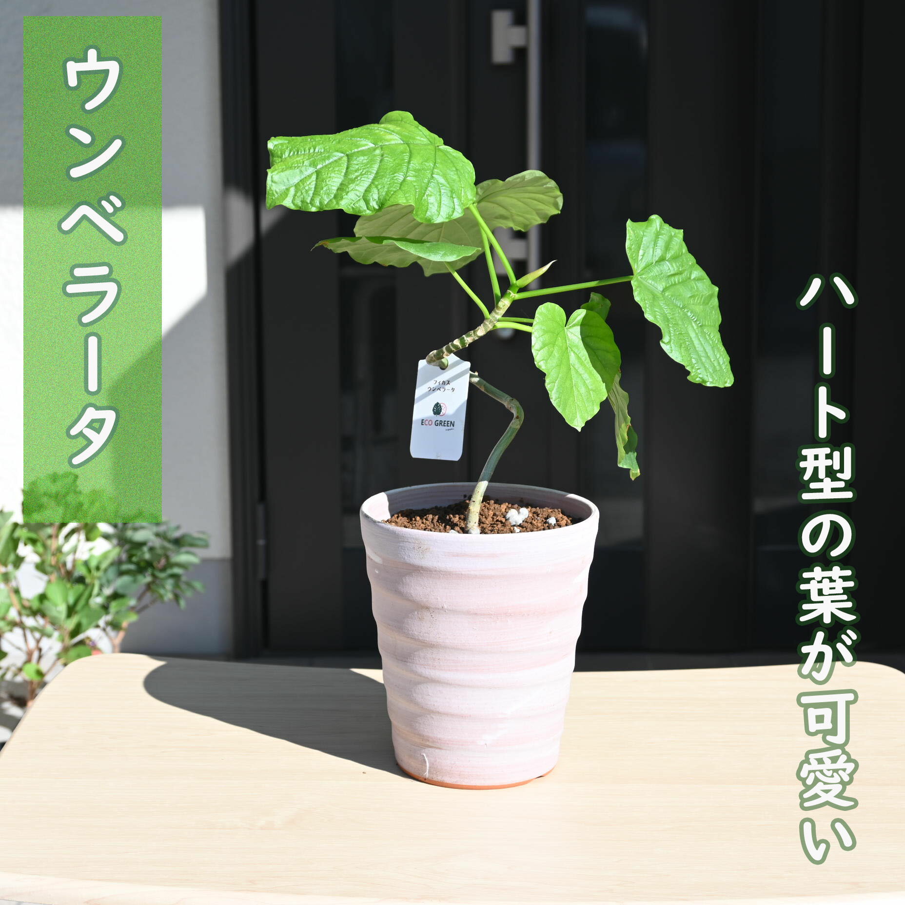 ウンベラータ 観葉植物 ウンベラータ フィカス インテリアグリーン