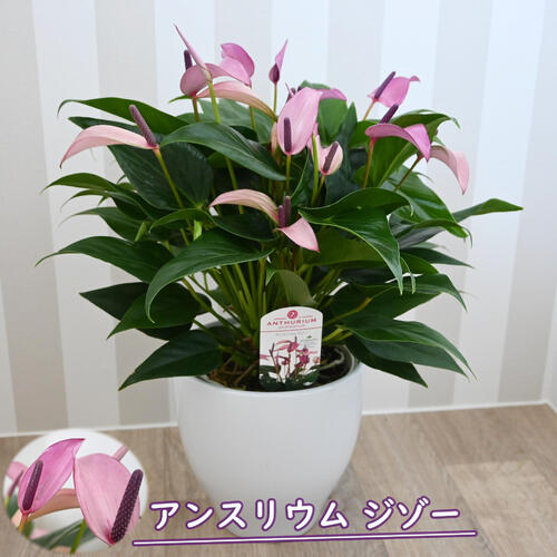 2025年観葉植物 アンスリウム ジゾー カラー 鉢植えのサムネイル