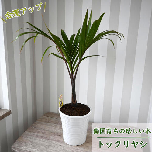楽天市場】トックリヤシ(観葉植物|花・観葉植物):花 楽天市場】トックリヤシ(観葉植物|花・観葉植物):花