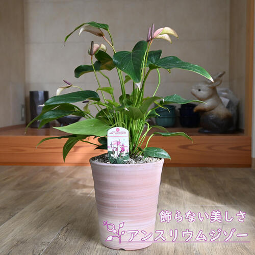 陶器鉢植えのかわいい観葉植物 アンスリウム ジゾー カラー 鉢植え アンスリューム常緑です