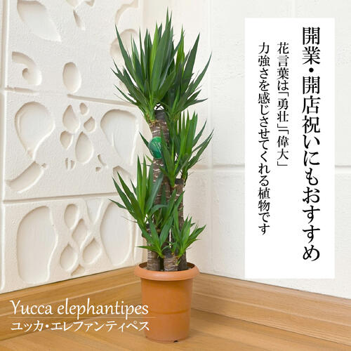 新築のお祝い幸福の樹2026年NE...
