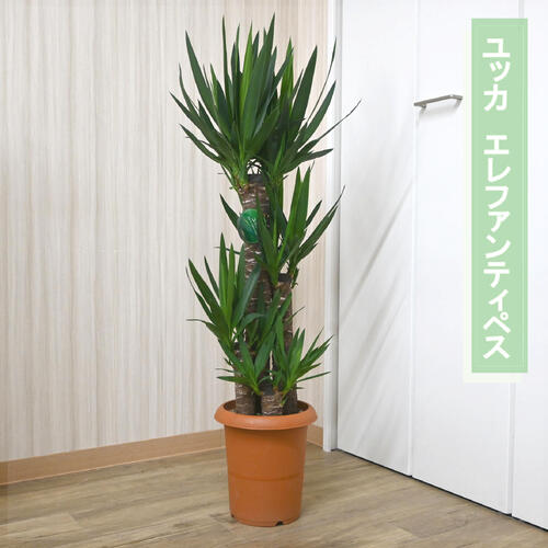 水耕栽培 - 2026年NEW 観葉植物　ユッカエレファンティペス プラ鉢入り インテリアグリーン 豪華 開店祝い 開業祝い 改装祝い 入社祝い 新築祝い リビング 青年の木 象のような 足 剣のような 葉 耐陰性 育てやすい