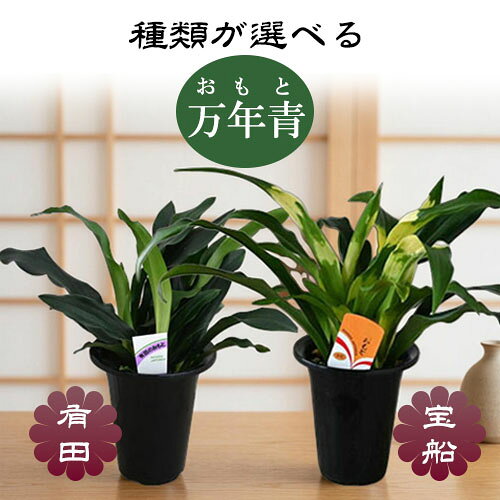 楽天市場】おもと 万年青（カラーグリーン）の通販