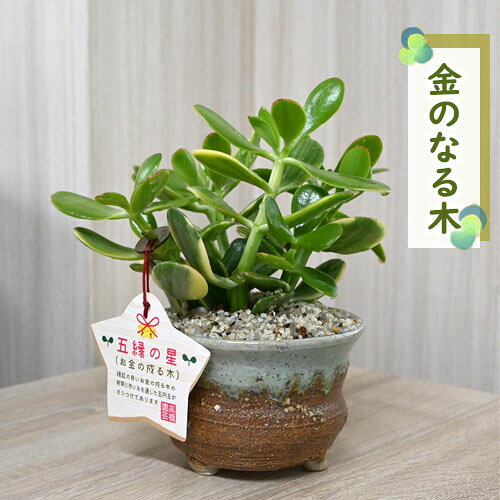 こぼんさいの商品例