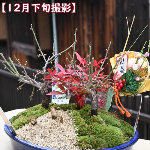 紅白梅の盆栽｜寄せ植え