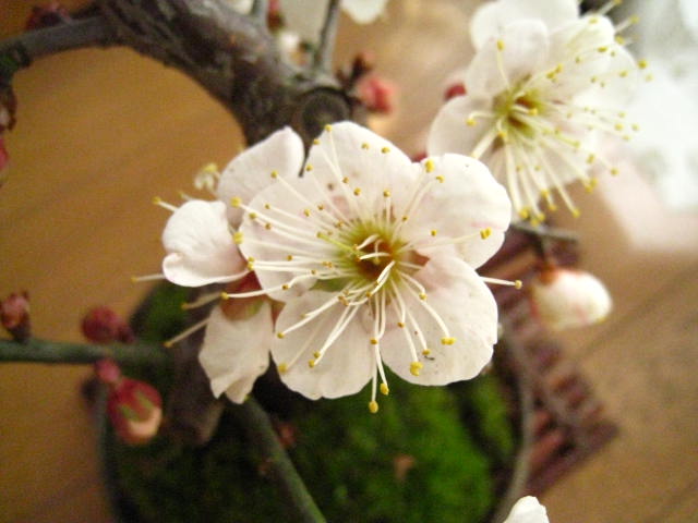 梅盆栽白梅盆栽　2026年2月頃開花の　白の一重梅盆栽