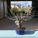 希少咲き分け無類絞梅盆栽盆栽 梅2025年花芽有り 【盆栽向き】プラ鉢5号