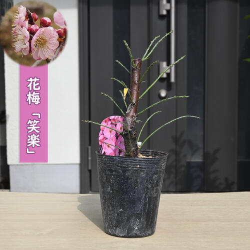 梅苗 笑楽 ポット苗 八重咲き 花梅 鉢植盆栽向け 高さ20～25センチ前後