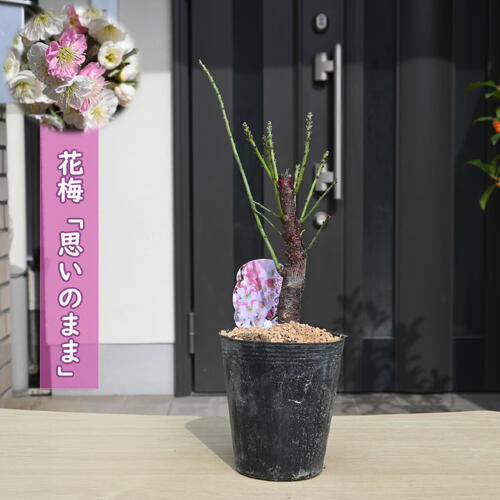 梅苗 思いのまま ポット苗 咲き分け 八重咲き 花梅 鉢植盆栽向け　高さ20～25センチ前後
