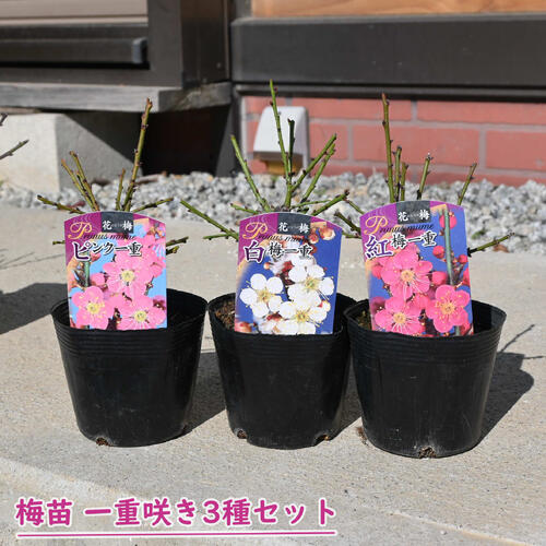 2026年花芽有り 梅苗 一重咲き 3種セット ポット苗 紅梅 白梅 ピンク 花梅 鉢植盆栽向け　高さ15～20セ..
