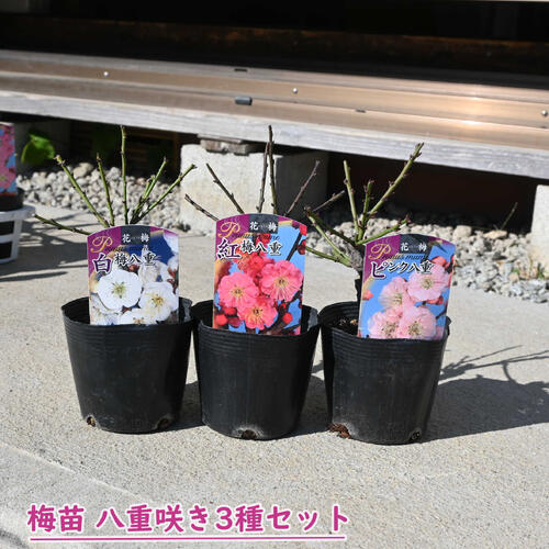 2026年花芽有り 梅苗 八重咲き 3種セット ポット苗 紅梅 白梅 ピンク 花梅 鉢植盆栽向け　高さ15～20セ..