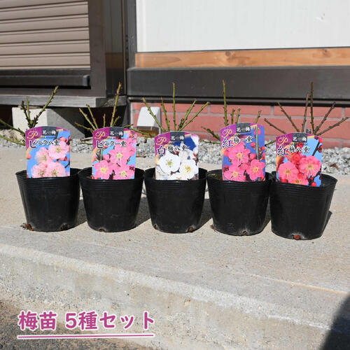 2026年花芽有り 梅苗 八重咲き 一重咲き 5種セット ポット苗 紅梅 白梅 ピンク 花梅 鉢植盆栽向け　高..