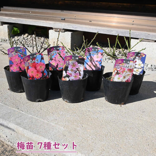 2026年花芽有り 梅苗 思いのまま 日月 八重咲き 一重咲き 7種セット ポット苗 紅梅 白梅 ピンク 花梅 ..