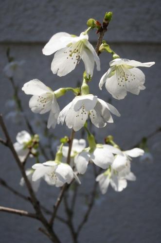 楽天市場 桜を植樹 桜の苗 緑桜 がくの所が緑色が特徴の みどり桜 園芸百貨店何でも揃うこぼんさい 楽天市場 桜を植樹 桜の苗 緑桜 がくの所が緑色が特徴の みどり桜 園芸百貨店何でも揃うこぼんさい