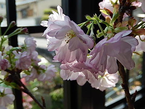 お祝盆栽サクラ桜盆栽桜並木桜盆栽誕生日 プレゼント ギフト 鉢花桜　2022年4月に開花の花芽付の桜盆栽となります。　お花見が自宅で楽しめます