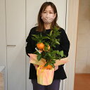 2025年母の日プレゼントにお花の開花後5月〜7月開花食べれる実がついたみかんをお誕生日の贈り物に 2025年みかんの木1月から2025年翌年2月頃まで 実がつ...