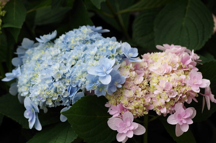 アジサイ佳澄苗　　あじさい苗　紫陽花苗