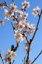桜の鉢植え2025年3月中頃開花の啓翁桜【鉢植えでお花見桜 】 啓翁桜 盆栽