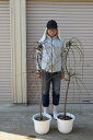 2025年開花の大きいしだれ梅枝垂れ梅2025年開花します。 しだれ梅大苗 紅白セット 高さ 150センチ前後 大きいしだれ梅