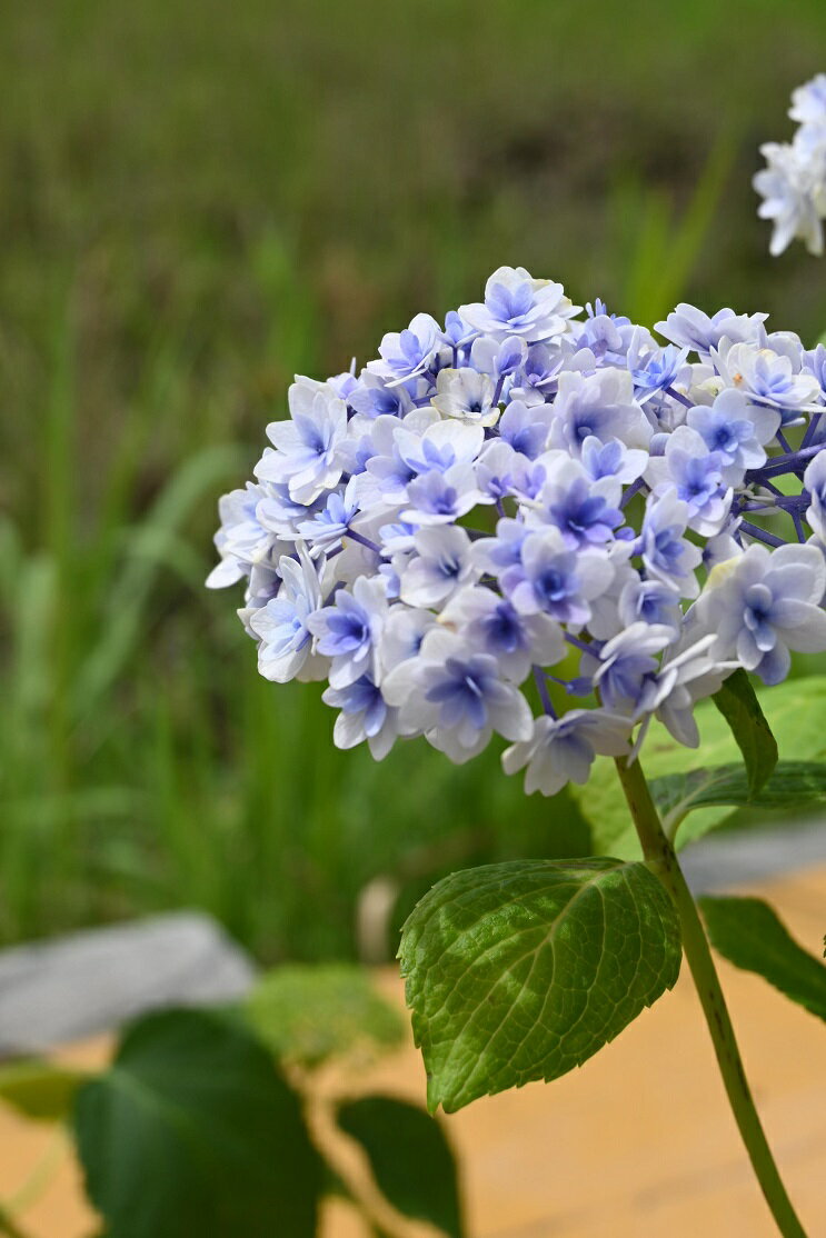 アジサイかぐやひめ 小苗 かぐや姫 紫陽花苗 今季開花終了しております 高さ10センチ前後