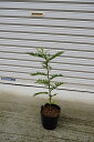 無農薬のサンショウ高さ20センチ 葉山椒 苗(さんしょう)の苗木 実生苗 無農薬