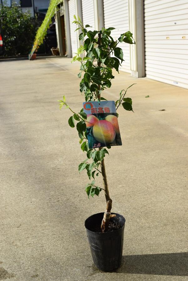 梅苗南高梅苗接ぎ木苗のおすすめ梅　自宅で育てる果樹　ウメ苗のサムネイル