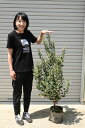 フェイジョア苗　フェイジョアアポロ苗木の　しっかりとした　苗木　　　高さ120センチ前後　大苗